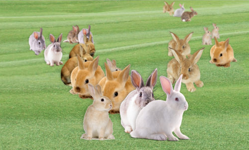 a green meadow with differently coloured rabbits on it