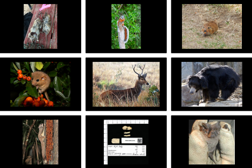 nine rectangles showing different animals